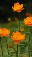 Calendula Wallpapers ảnh chụp màn hình 3