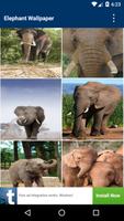 Elephant Wallpapers ポスター