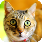 Favorite Cats Wallpapers icône
