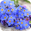 Forget me Wallpapers APK