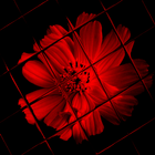 Flowers Wallpapers 图标