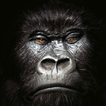 Gorilas Do Papel De Parede
