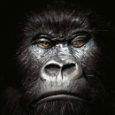 wallpaper gorillas APK