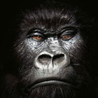 Gorilles De Papier Peint icône