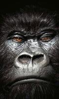 Gorilles De Papier Peint Affiche