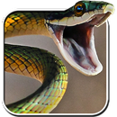 Snake Live Wallpaper APK