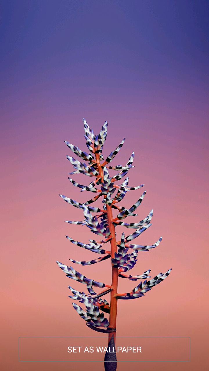 Wallpapers Ios 11 Gm Full Hd For Android Apk Download