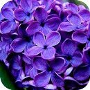 Lavender Flowers Wallpapers APK