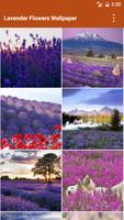 Lavender Flowers Wallpapers Affiche