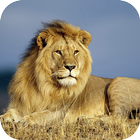 Lion Wallpapers ikon