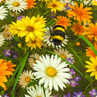 Bee Live Wallpaper HD icône
