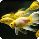 Betta Fish Live Wallpaper APK