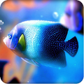 Free Clown Fish Wallpaper