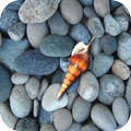 Pebble Wallpapers