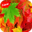 Maple APK