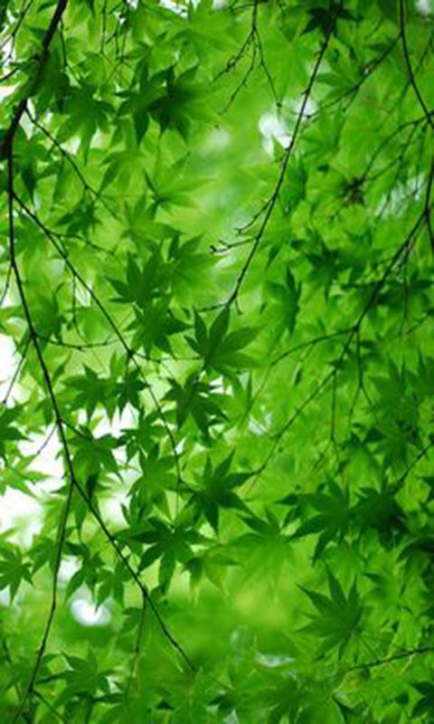 Maple For Android Apk Download Very Cool Union Maple Leaf Roblox Very Cool Union Maple Leaf Roblox Maple For Android Apk Download