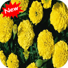 Marigold icono