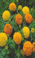 Marigold ảnh chụp màn hình 3