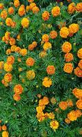 Marigold پوسٹر