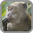 Monkey APK