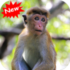 Monkey 2 icône