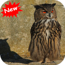 Owls APK