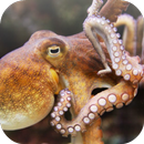 Octopus wallpaper APK