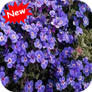 Aubrieta flower APK