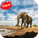 African elephant APK