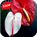 Anthurium flower APK