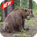 Bear wallpaper aplikacja