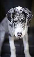 Big Dog wallpaper screenshot 3