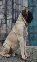 Big Dog wallpaper plakat