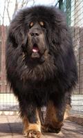 Big Dog wallpaper screenshot 1