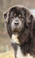 Big Dog wallpaper screenshot 2