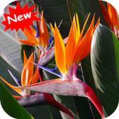 Bird of paradise icon