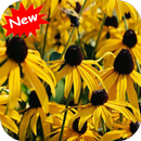 Black eyed susan APK