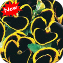 Black flower APK