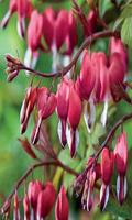 Bleeding heart capture d'écran 2