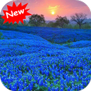 Bluebonnet APK