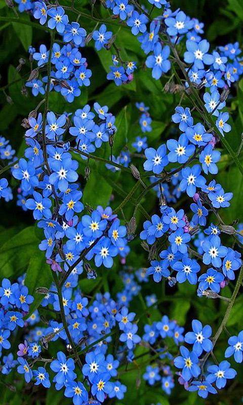 Tải xuống APK Blue flower wallpaper cho Android Tải xuống APK Blue flower wallpaper cho Android