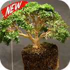 Bonsai icon