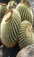 Cactus 2 bài đăng