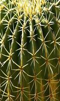 Cactus 2 ảnh chụp màn hình 2