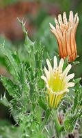 Cactus 2 ảnh chụp màn hình 3