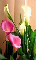 Calla lily syot layar 2