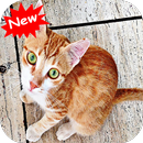 Cat 1 APK