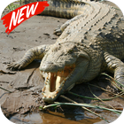 Crocodile-icoon