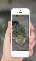 Crocodile wallpaper ภาพหน้าจอ 1