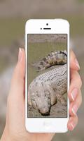 Crocodile wallpaper ภาพหน้าจอ 2